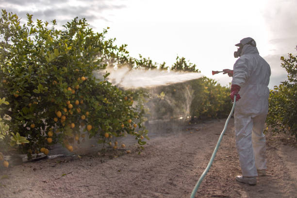 Best Bed Bug Extermination  in Pearisburg, VA