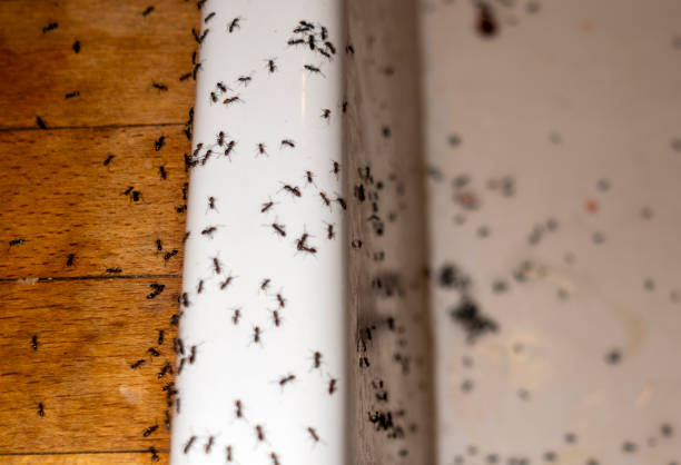 Spider Control Near Me in Pearisburg, VA